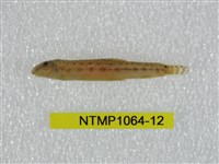 藏品(中華鰍)的圖片